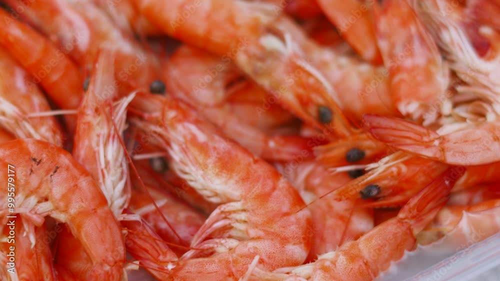 Close Up of Fresh Delicious Seafood Crevettes Prawn Shrimps Lying in Bowl Ready to be Peeled and Eaten in Slow Motion 4K Close Up of Fresh Delicious Seafood Crevettes Prawn Shrimps Lying in Bowl Ready to be Peeled and Eaten in Slow Motion 4K