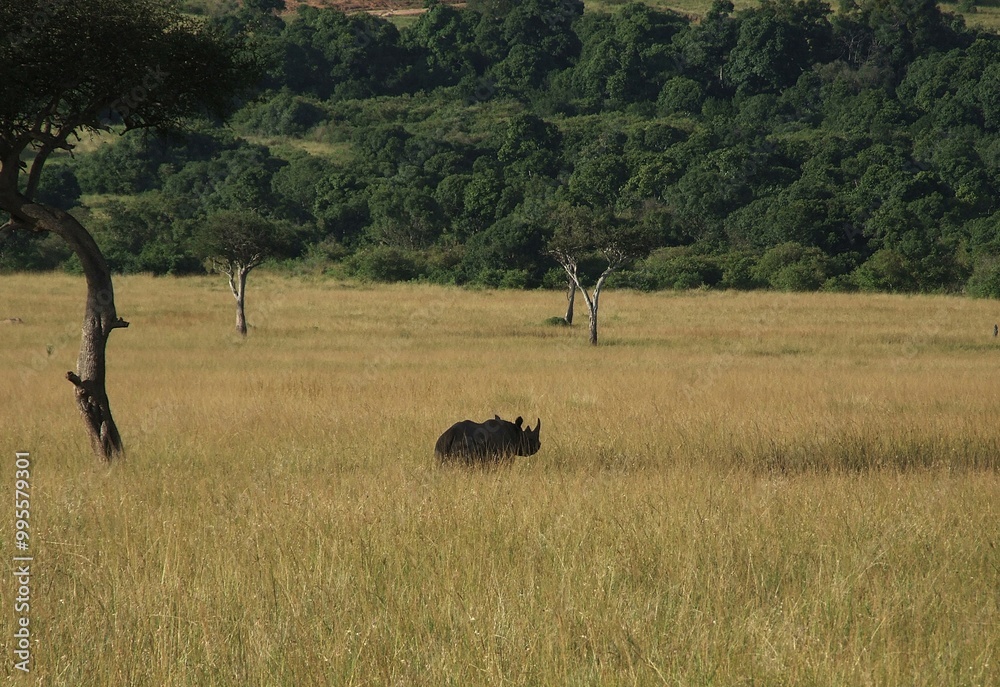 rhino in the grass rhino in the grass