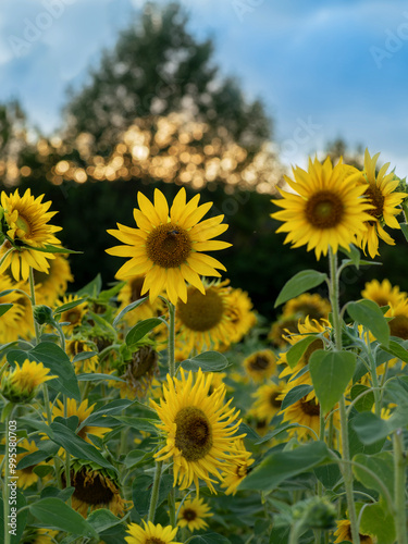 Blühendes Sonnenblumenfeld im Sommer im Abendlicht