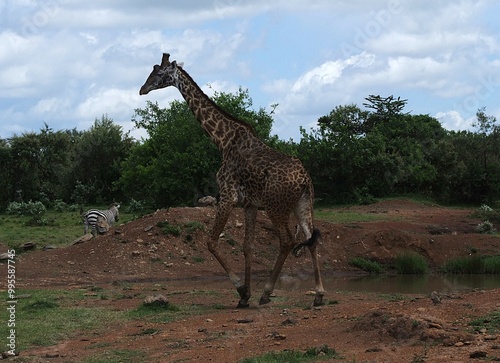 Photography giraffe in the savannah