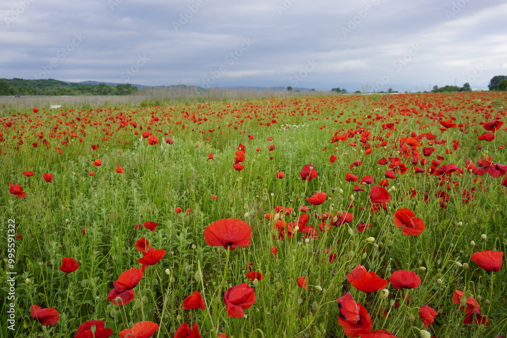 Obraz premium field of red poppies