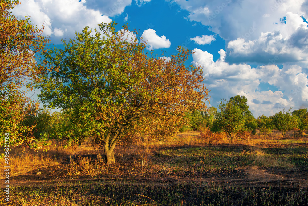 Autumnal landscape showcasing nature's recovery after a wildfire. A vibrant tree with changing foliage stands amid a partially scorched field, symbolizing resilience under a blue, cloudy sky Autumnal landscape showcasing nature's recovery after a wildfire. A vibrant tree with changing foliage stands amid a partially scorched field, symbolizing resilience under a blue, cloudy sky
