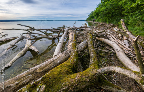 Treibholz nach einem Gewittersturm am Ammersee, Oberbayern, Bayern, Deutschland, Europa photo