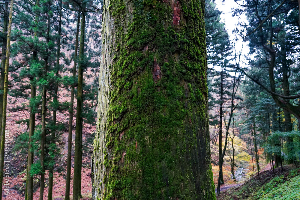 Obraz premium 苔むした杉並木が続く榛名神社千本杉（群馬県高崎市）