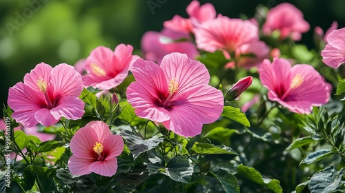 Vibrant pink hibiscus flowers bloom abundantly in sunlight during a warm summer afternoon in a lush garden setting