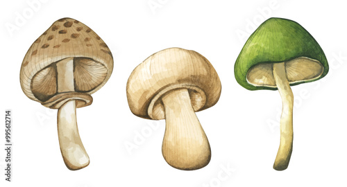 Set of Forest mushrooms elements illustration watercolor style collection for Autumn design.
