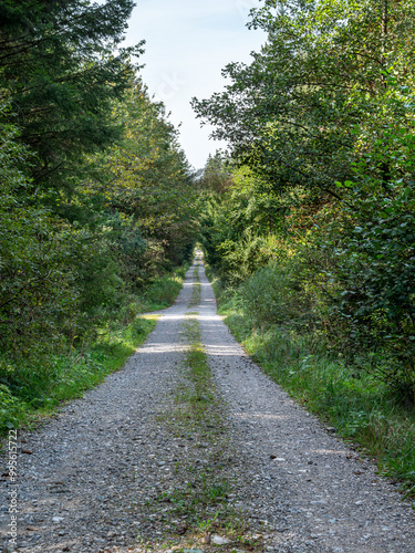 Obraz na płótnie Schotterstraße durch einen Wald, Forststraße, Bayern, Deutschland, Europa w salonie