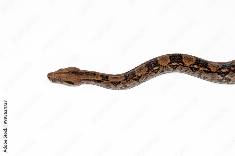 Boa Constrictor on White Background – Isolated Studio Shot of a Large Exotic Snake Boa Constrictor on White Background – Isolated Studio Shot of a Large Exotic Snake