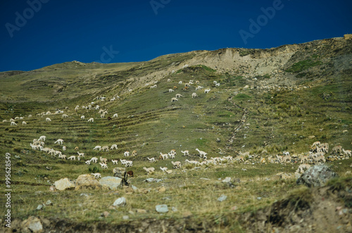Lush Meadow in the Andes with Grazing Alpacas