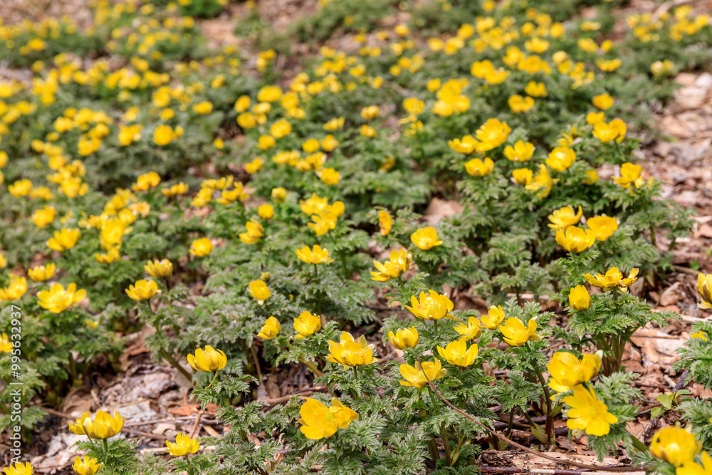 Obraz premium 北海道洞爺湖町、散策路で春の訪れを告げるフクジュソウ（福寿草）の群生【3月】