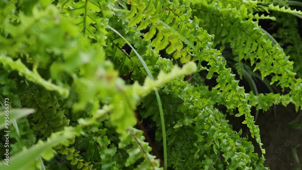 Close up look on fern in the garden. Close up look on fern in the garden.