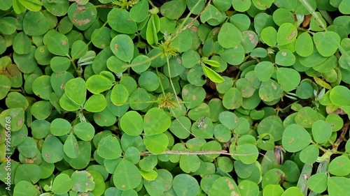 Desmodium triflorum with green small leaves in the field. Background and texture of mini leaf grass seen from above. photo