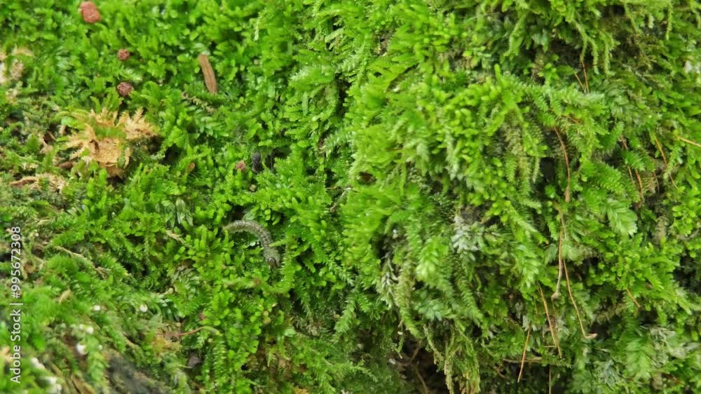 Scenic view of tree covered with moss growing Scenic view of tree covered with moss growing