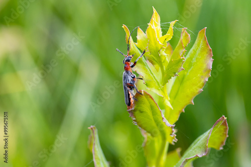 Weichkäfer - Cantharidae