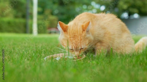 Homeless defenseless cute cat eats food. Beautiful red kitten is sitting on green grass. photo