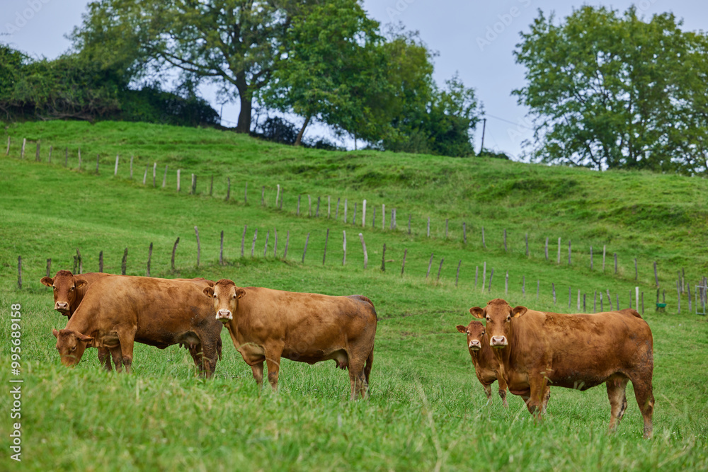 Group of brown cow is grazing on a green meadow Group of brown cow is grazing on a green meadow