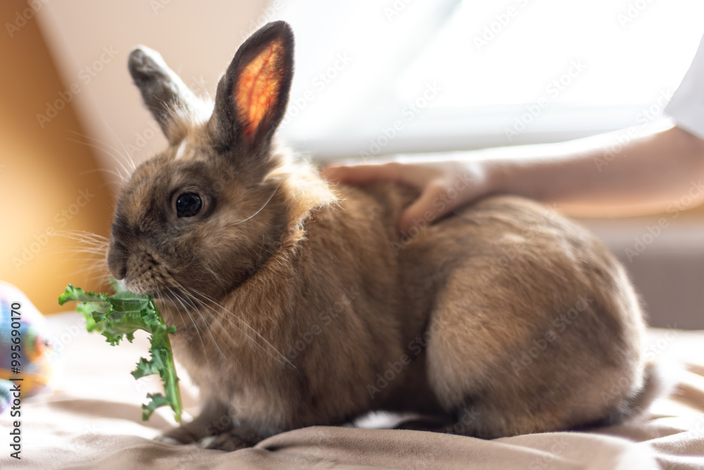 Naklejka premium A domestic rabbit eats cabbage. Pet concept.