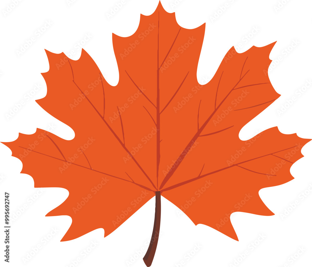 Obraz premium autumn maple leaf