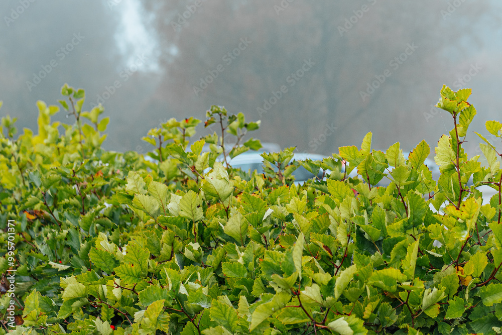 A close-up of vibrant green bushes with fresh leaves. The misty, foggy backdrop adds a serene and natural feel, partially revealing blurred objects in the distance, including a car. The image captures A close-up of vibrant green bushes with fresh leaves. The misty, foggy backdrop adds a serene and natural feel, partially revealing blurred objects in the distance, including a car. The image captures