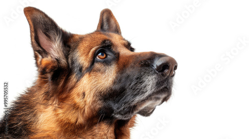 Close-up portrait view of adorable German Shepherd dog head and face looking from side view isolated on white background