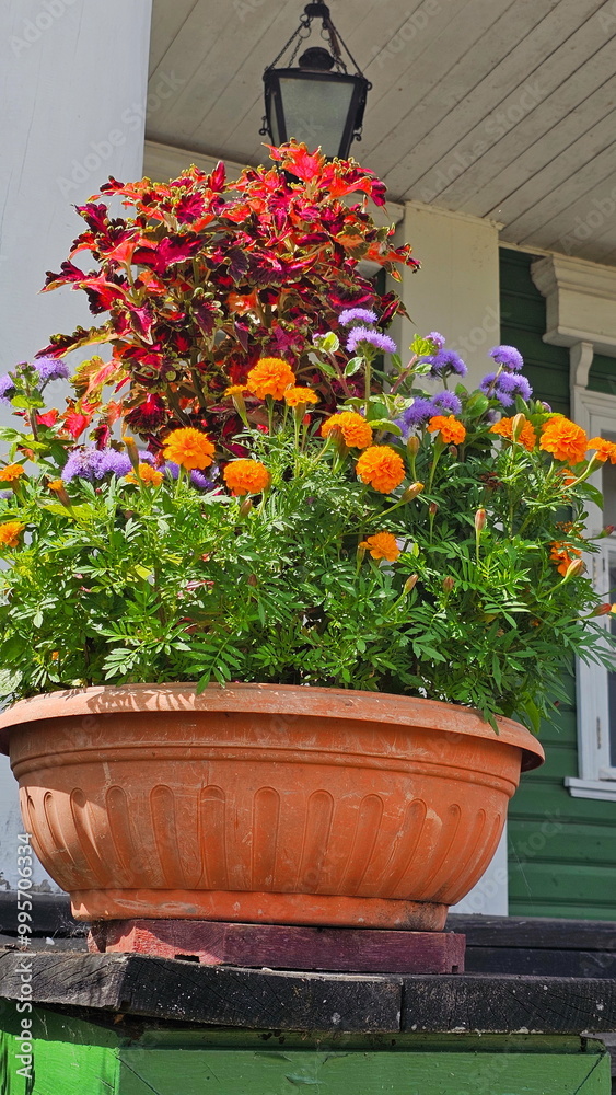 Obraz premium Pelargonium in a pot