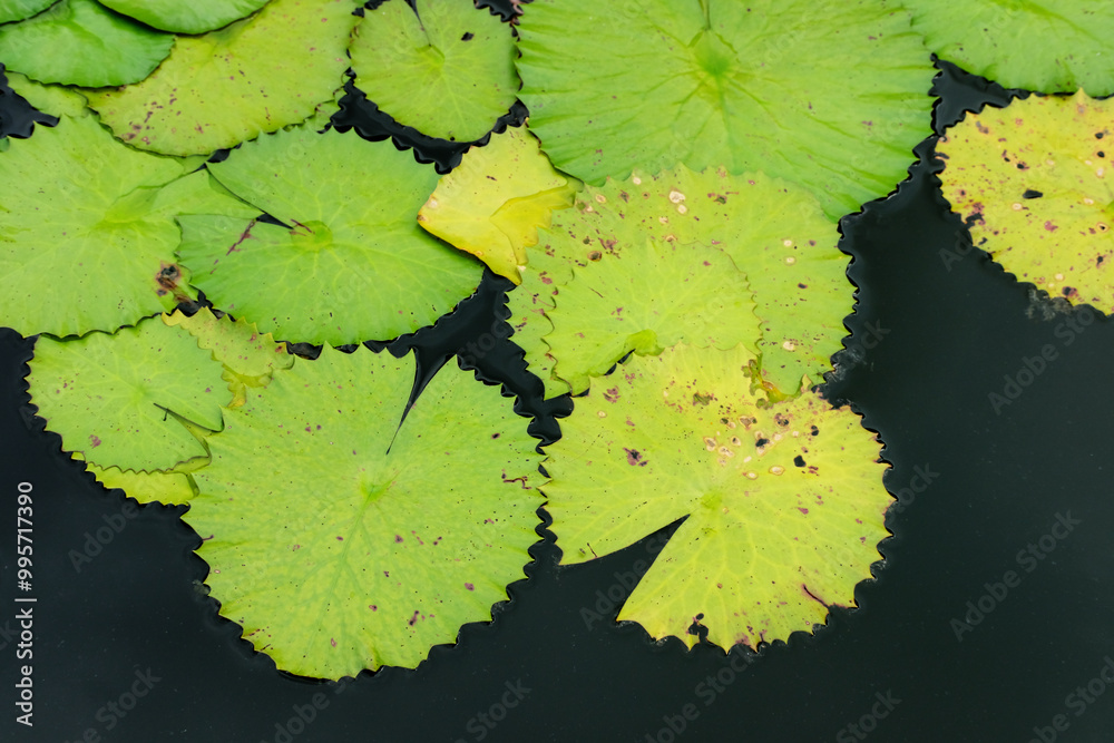 leaves on the water leaves on the water