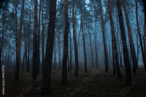 A forest with trees in the background and a foggy sky