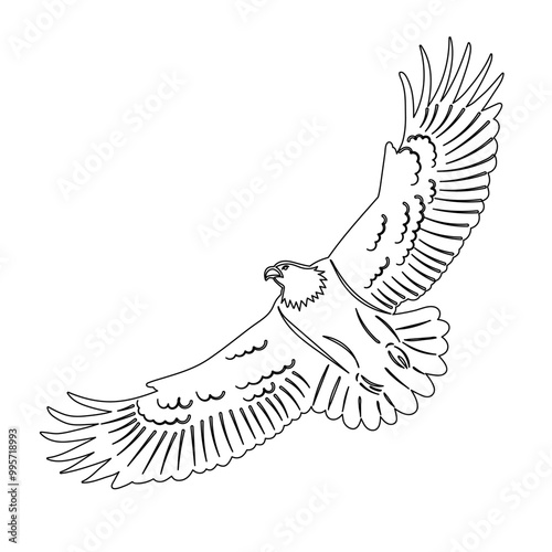 sketch flying eagle, hawk flaps wings, vector