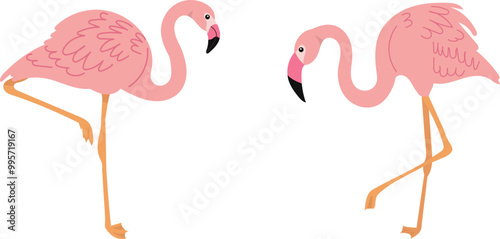 two pink flamingos, birds, vector