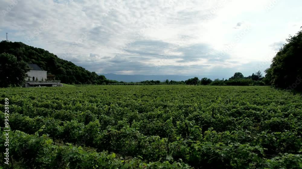 A drone capturing stunning views of the vineyards in Napareuli, northeastern Georgia. A drone capturing stunning views of the vineyards in Napareuli, northeastern Georgia.