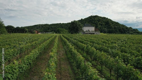 A drone capturing stunning views of the vineyards in Napareuli, northeastern Georgia. photo