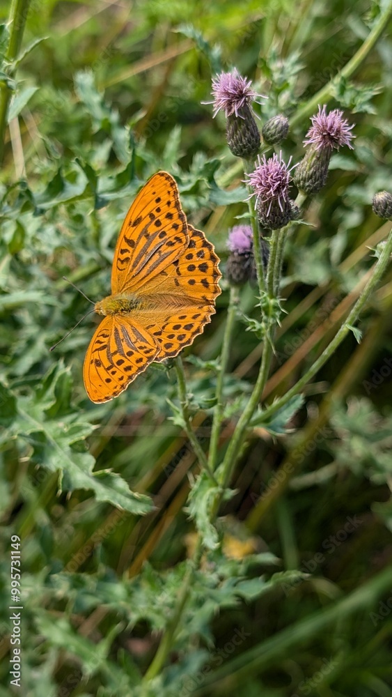Obraz premium Schmetterling