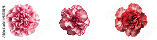 A trio of vibrant carnations in shades of pink and red, showcasing their delicate petals and intricate patterns.