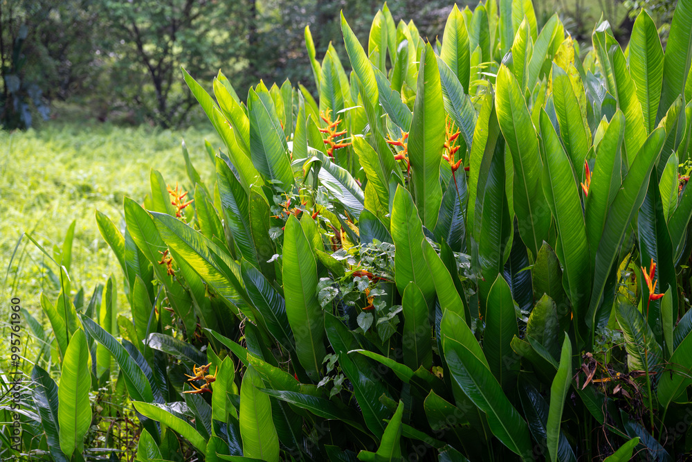 Obraz premium This vibrant collection showcases the rich biodiversity of tropical landscapes. Immerse yourself in the lush greenery, from towering trees and serene ponds dotted with lily pads to exotic foliage.