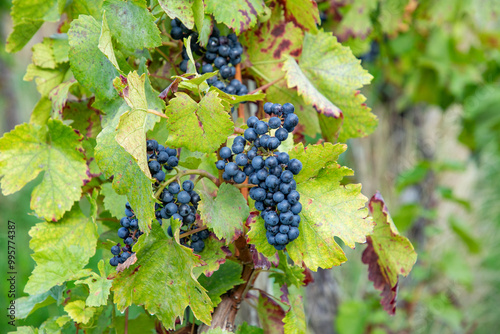 detail of trollinger vine for tasteful red wine photo