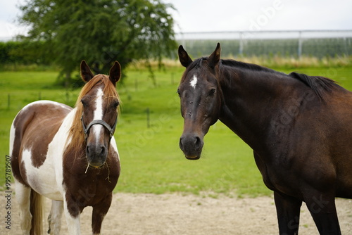 Beautiful brown horse horses on a green grass field 
