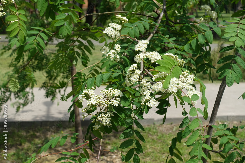 Blossoming branch of Sorbus aucuparia in mid May Blossoming branch of Sorbus aucuparia in mid May
