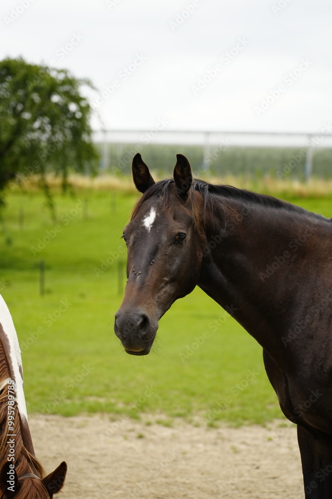 Obraz premium Beautiful brown horse horses on a green grass field