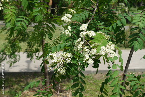 Blossoming branch of Sorbus aucuparia in mid May