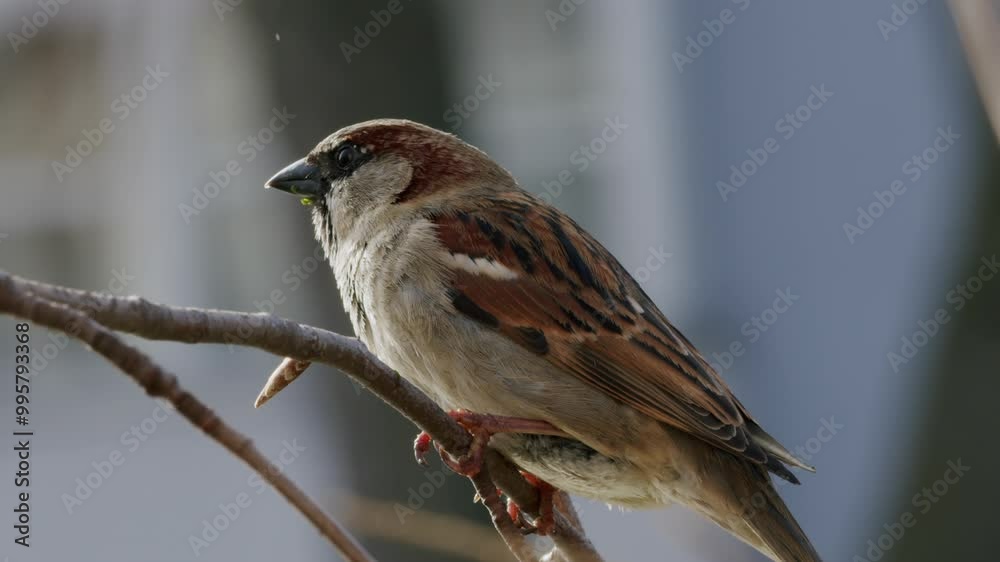 Closeup of male house sparrow perched on branch with blurred urban background, bird sitting on a twig singing Closeup of male house sparrow perched on branch with blurred urban background, bird sitting on a twig singing