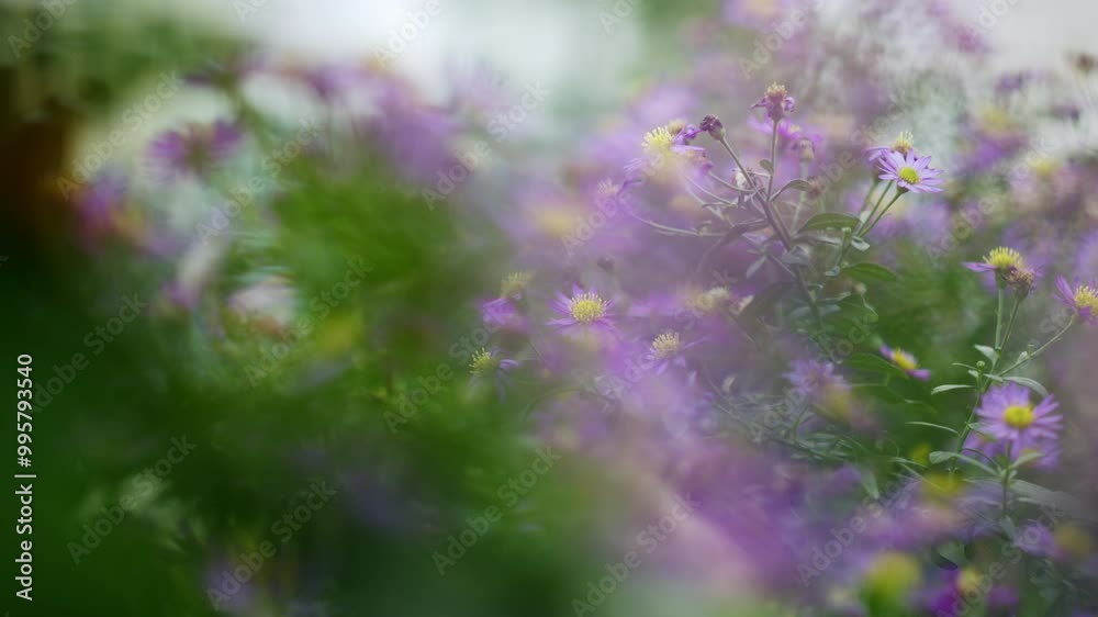 Blurred dreamy image of meadow with purple aster amellus plant in bloom, selective focus in flower petals, green and purple colours dominating, hidden natural world in meadow Blurred dreamy image of meadow with purple aster amellus plant in bloom, selective focus in flower petals, green and purple colours dominating, hidden natural world in meadow