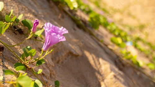 Ipomoea piscaena, morning glory, wild climbing plant. Ipomoea biloba flower on a sandy beach. Contains substances with antihistamine action, suppresses jellyfish poison and insect bites. photo