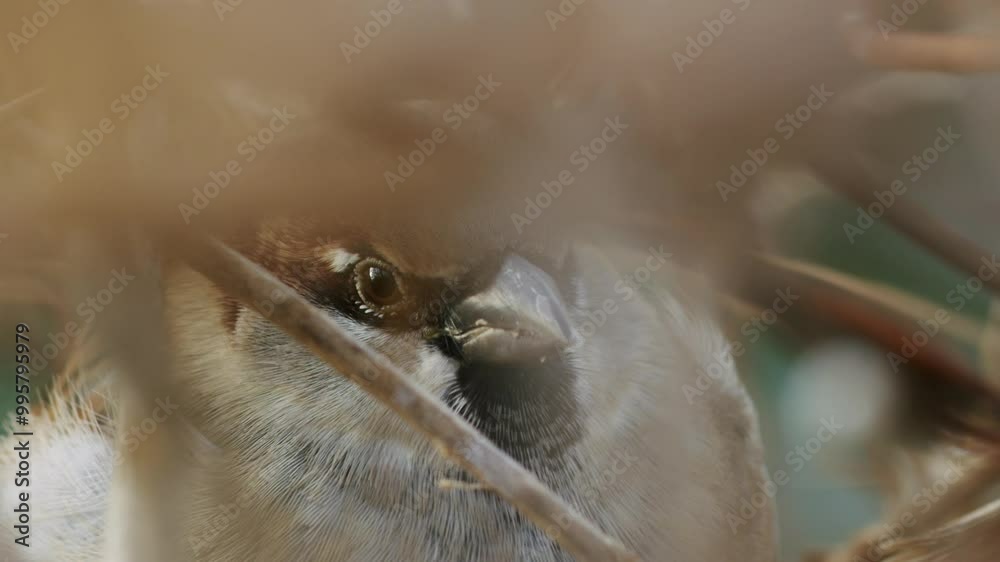 Closeup of male house sparrow's face, hiding in bushes, looking to the camera, bird sitting and singing Closeup of male house sparrow's face, hiding in bushes, looking to the camera, bird sitting and singing