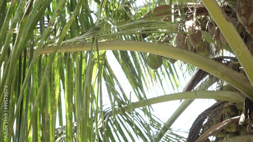 coconut tress with heavy fruits photo