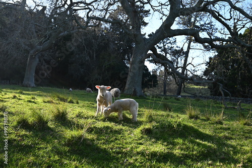 Natural beauty of New Zealand