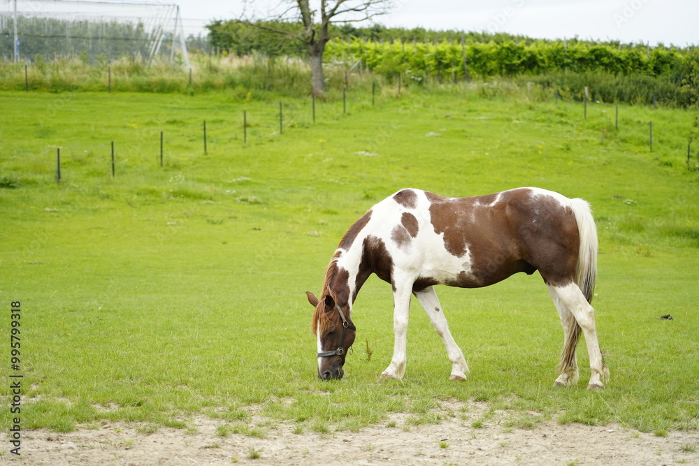 Beautiful brown horse horses on a green grass field Beautiful brown horse horses on a green grass field