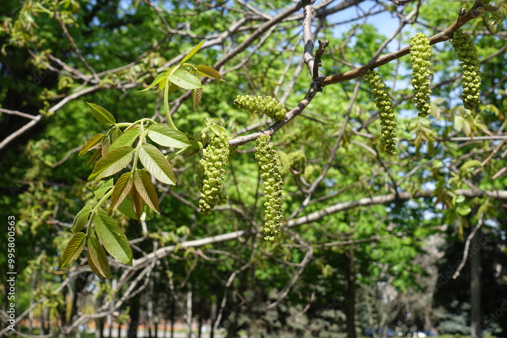 Catkins on branches of Juglans regia in May Catkins on branches of Juglans regia in May
