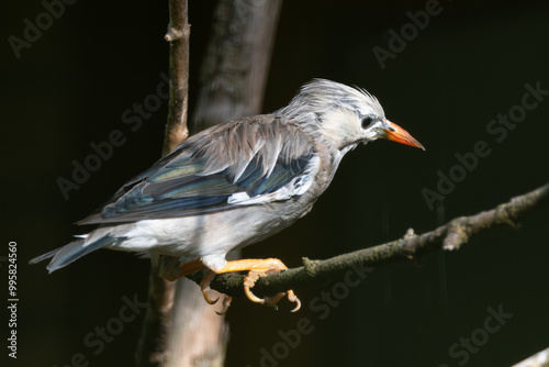 Red-billed Starling (Spodiopsar sericeus), common in open woodlands and urban areas of East Asia photo