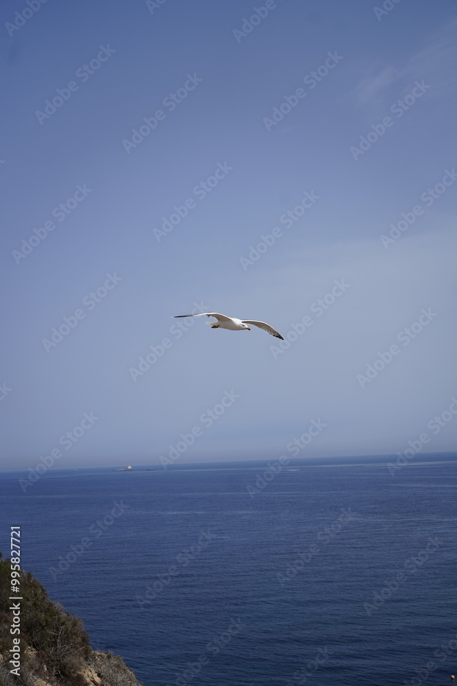Beautiful seagull bird flying on a seaside rock cliff over the Mediterranean sea in south Spain Beautiful seagull bird flying on a seaside rock cliff over the Mediterranean sea in south Spain