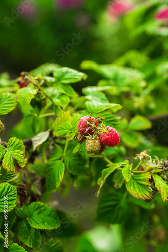 Branch with ripe raspberry in the garden. Selective focus. Shallow depth of field.